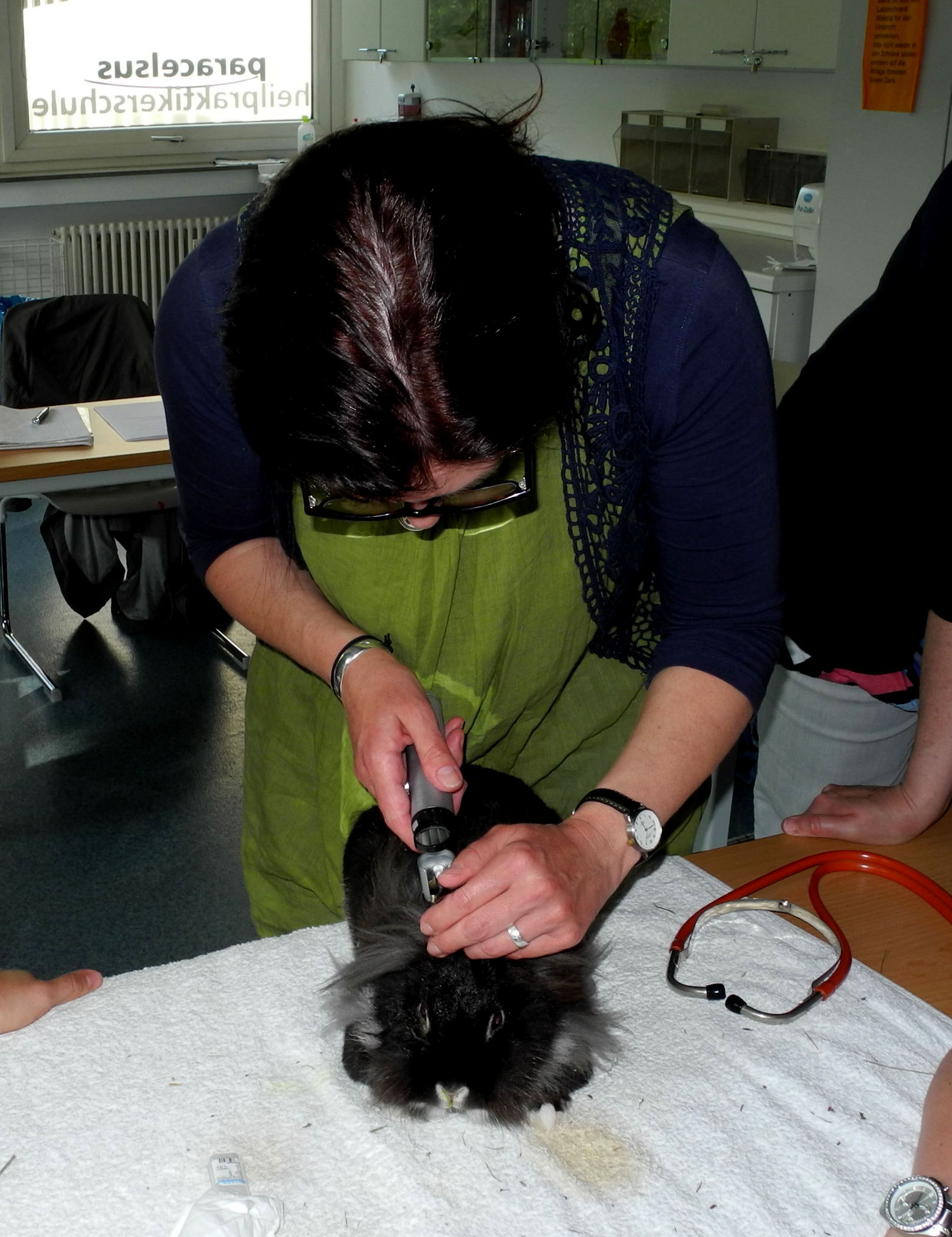 Ohrenkontrolle beim Kaninchen