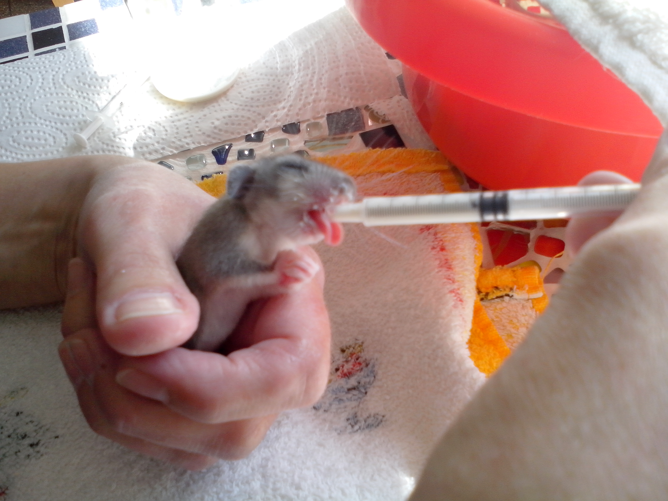 Aufzucht eines von vier Siebenschläferbabys