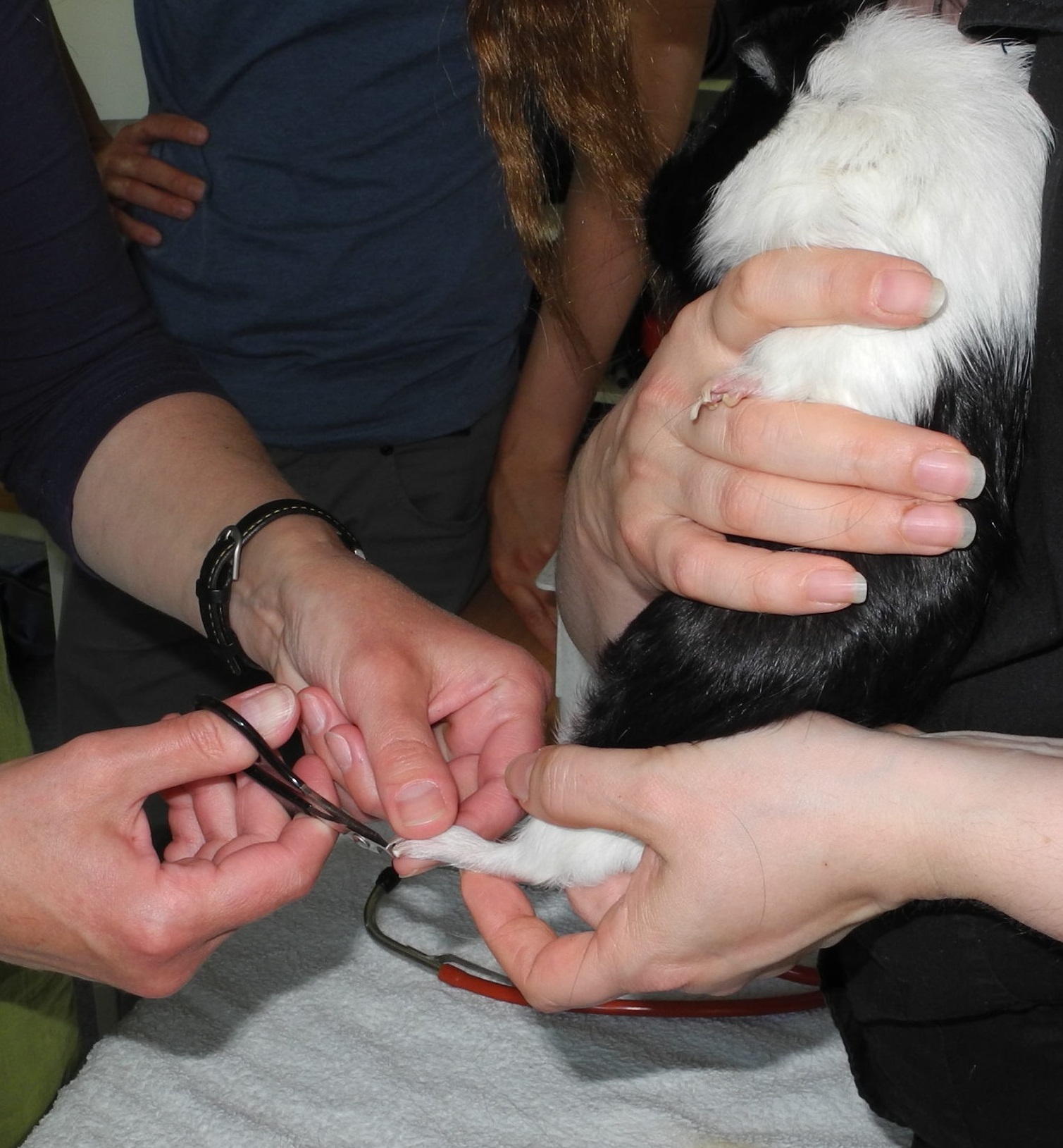 Krallenschneiden beim Meerschweinchen